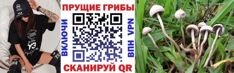 Купить  Кулебаки  Галлюциногенные грибы мицелий 